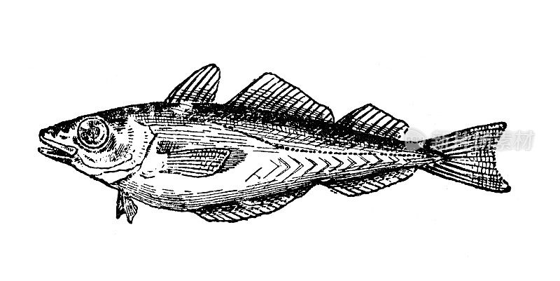 古董插画:Merlangius merlangus, Whiting, merling